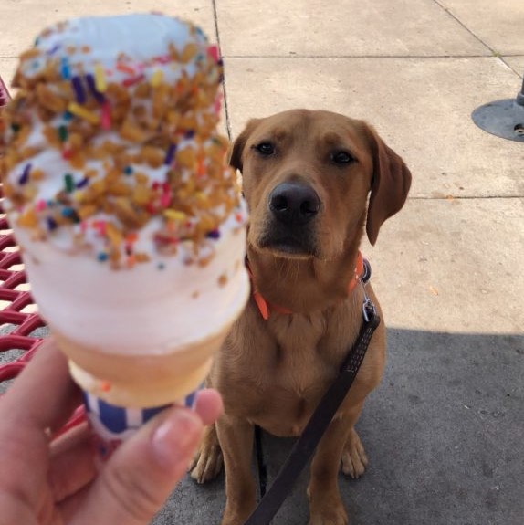 Dog staring at an ice cream cone at Cup and Cone in White Bear Lake, Minnesota