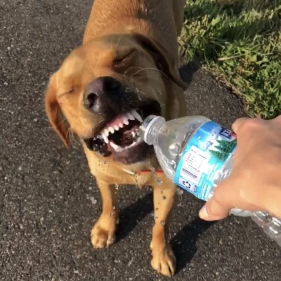 Labador dog drinking Ice Mountain water.
