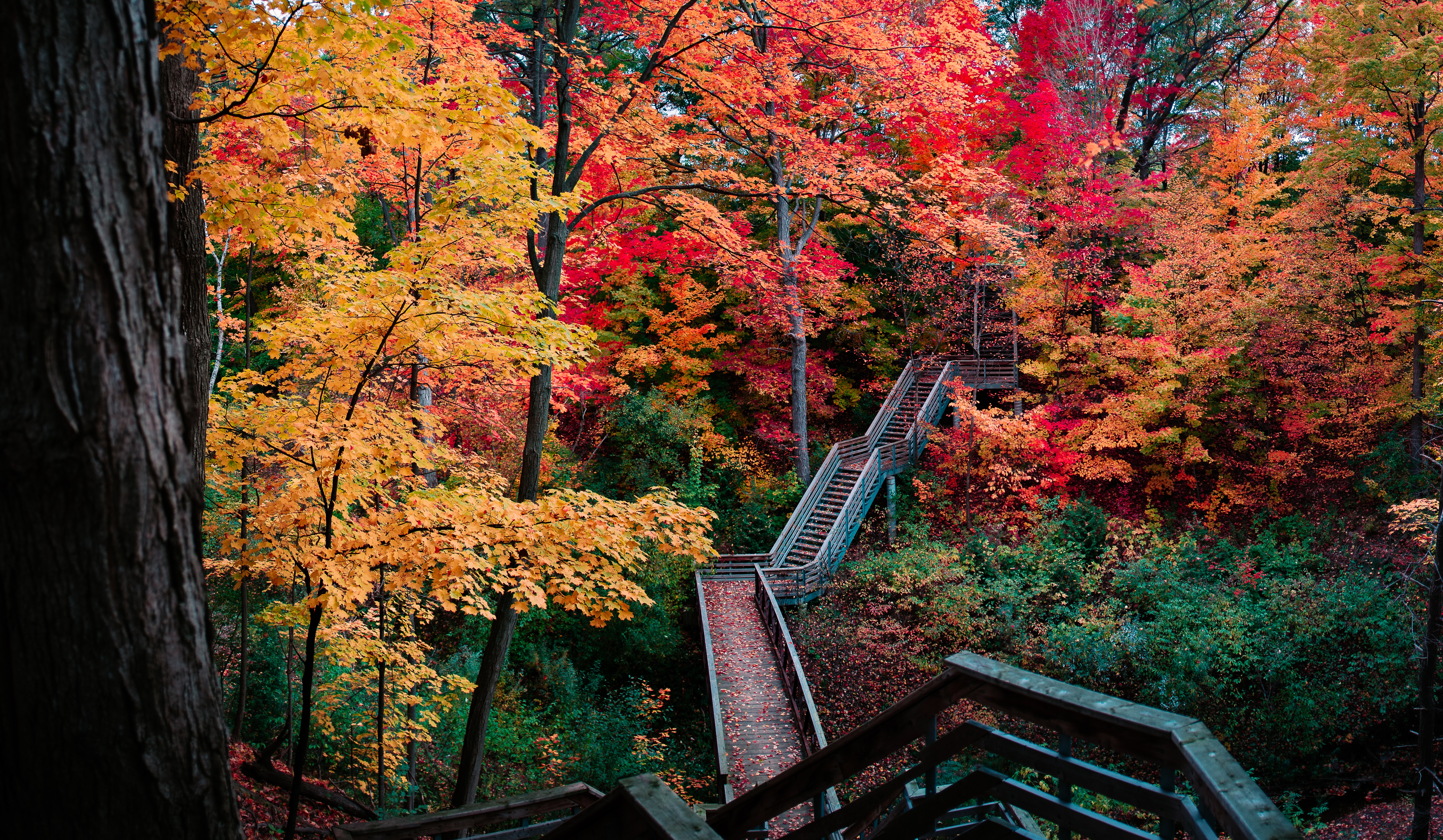 red, orange, and yellow fall leaves in the forest by a stairway