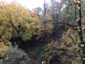ravine in autumn forest