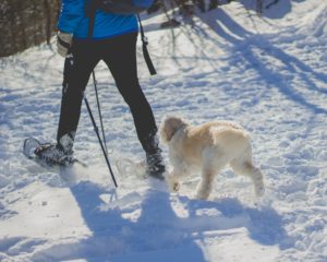 woman hiking with snowshoes and a dog